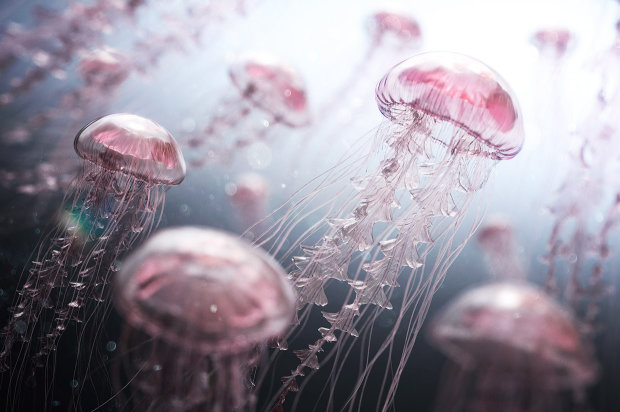 В Париже открыли выставку медуз. 45 видов морских существ под одной крышей - потрясающее зрелище