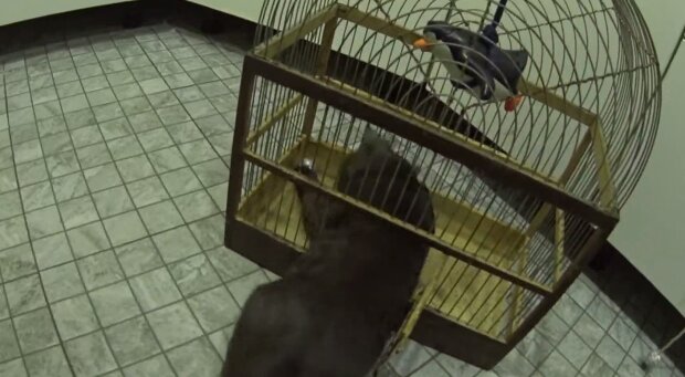 Кіт у клітці, скріншот: Youtube
