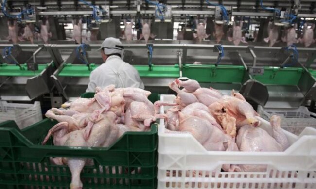 Курячий король: як урвати половину бюджету країни, і не подати виду