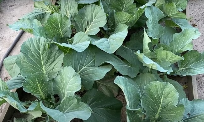 Капуста, скриншот: Youtube