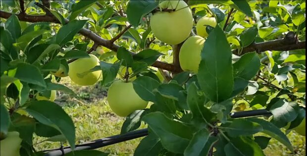 Як доглядати за яблунями після збору урожаю