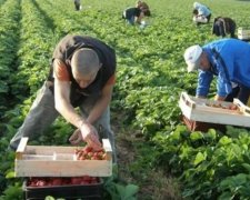 Европа нуждается в украинских разнорабочих и обслуге
