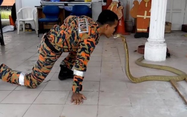 Поцілунок смерті: нова обраниця відправила відомого "любителя" змій на той світ
