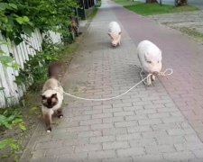 Свиня вигуляла кота на повідку