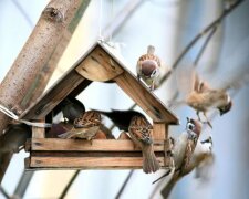 Кормушка для птиц / фото: depositphotos