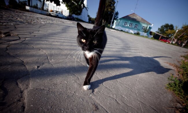 чорна кішка, фото з вільних джерел