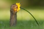 Суслик, фото из открытых источников