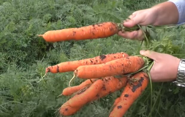 Подкормка моркови, скриншот: YouTube