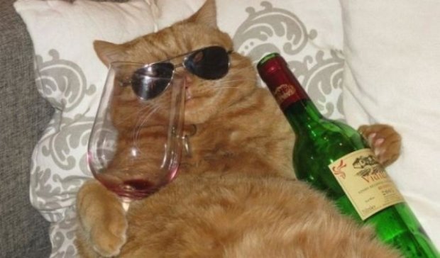 Американцы придумали вино для котов