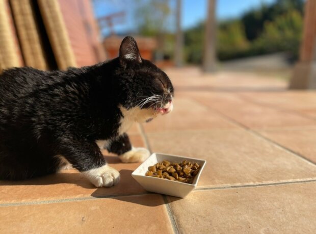 Кіт Монта, фото: Twitter