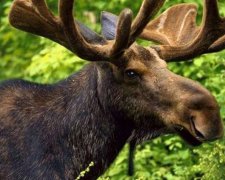 Лось, який правильно переходить дорогу (відео)