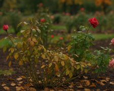 Троянди, фото з вільних джерел