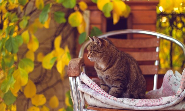Найкращі меми на 26 вересня: суперечливі почуття та Грета Тунберг, яка зневажає Трампа