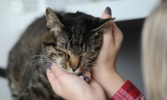 Кішки здатні допомагати хворим