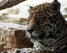 Українка завела оригінальну "домашню" тварину (ВІДЕО)