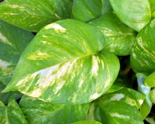 Потос, комнатное растение изображение