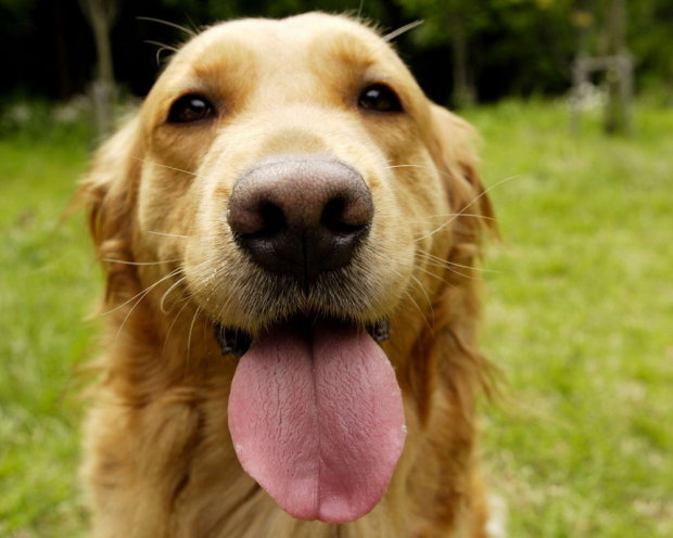 В сети показали самого хитрого пса в мире, его актерскому мастерству можно только позавидовать