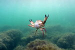 морские существа, фото:depositphotos