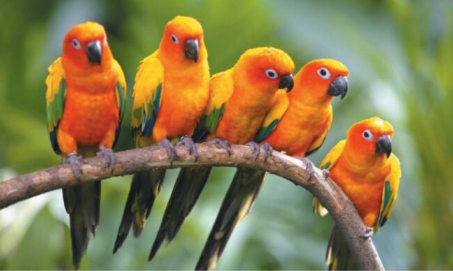 Вчені з'ясували, чому папуги добре імітують меми про Путіна (відео)