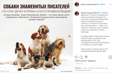 Пост о собаках, фото из Instagram doctor_komarovskiy