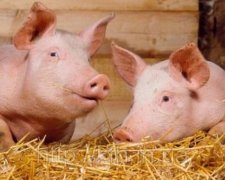 У Молдові відмовилися від української свинини