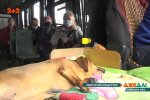 На Київщині засікли хвостатого маршрутника: десять років за кермом