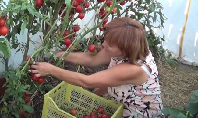 помідори, скріншот з відео