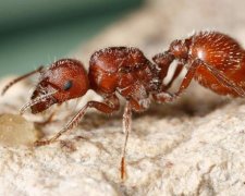 Вчені довели користь смертельно небезпечних комах