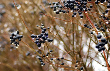 Весна, погода, изображение из свободных источников