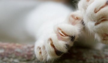 У Нью-Йорку хочуть заборонити стригти котам кігті