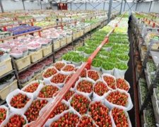 Українкам до 8 березня дарують квіти з Африки