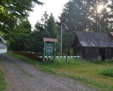 В Україні вирішили оновити лісове господарство