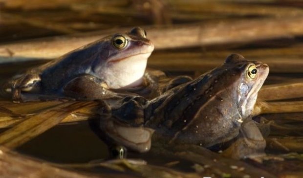 Инспектора по защите животных послали расследовать оргию жаб 