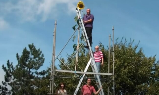 Садовник вырастил подсолнух-мутант высотой в 5 этажей