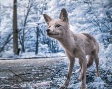 Якийсь міжпланетний рай: опубліковані неймовірні знімки Чорнобиля