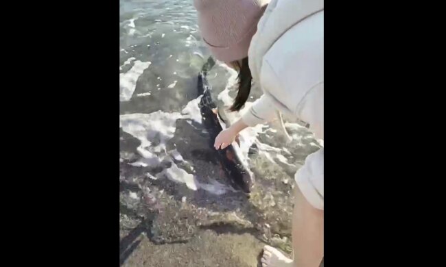 Акула в Одесі, скріншот: Youtube