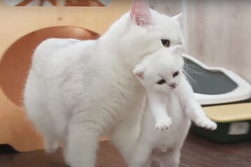 Котик, скріншот: Youtube
