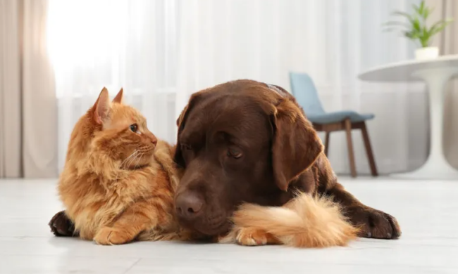 Кіт з собакою в домі Фото: вільні джерела