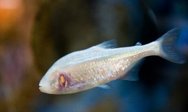 Гени сліпої риби допоможуть вилікувати шизофренію