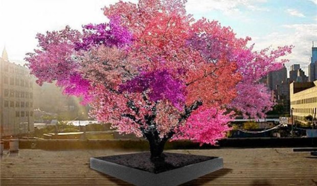  40 видів фруктів виростив учений на одному дереві