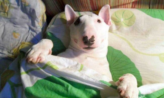 Найден главный минус одомашнивания собак