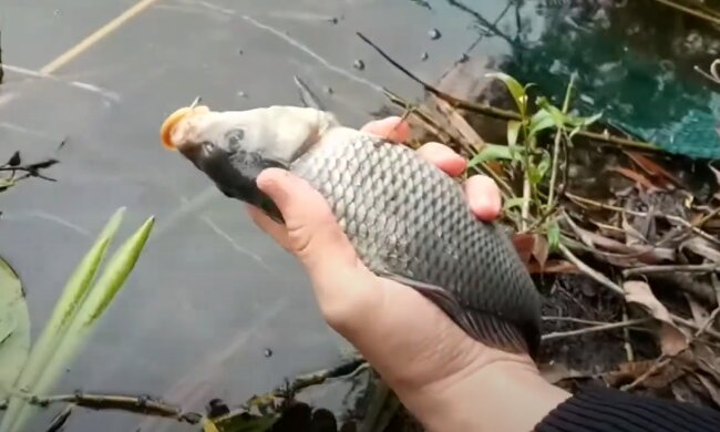 Карп, скриншот: Youtube