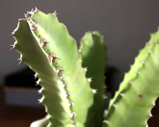 марокканський молочай