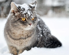 Погода, снег, котик, фото из соцсетей