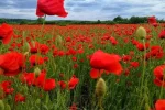 Цветущее поле в Украине