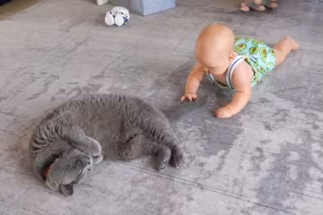 Котик и ребенок, фото: Знай.ua