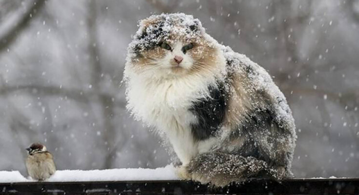 А казали, що весна