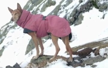 Нужно ли одевать собачку в холодную погоду, и какие модели следует выбирать