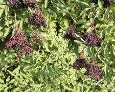 Кущ бузини зображення