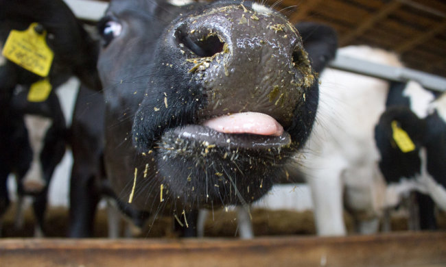 корови також люди